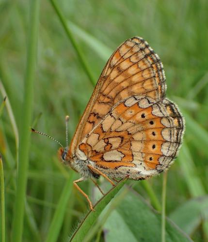 Réf. 208 758 : Euphydryas aurinia